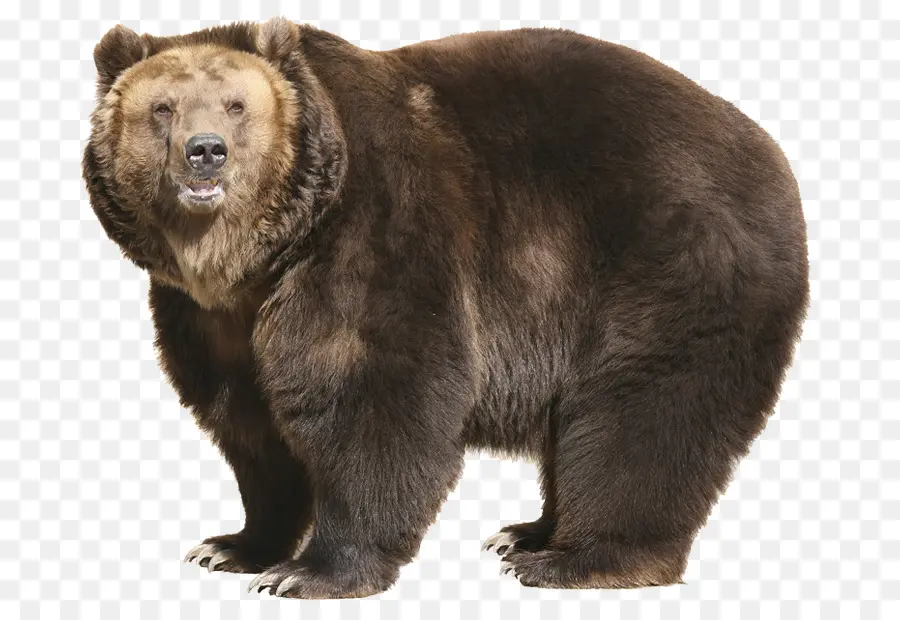 หมี，หมีกริซลี่แบร์ PNG