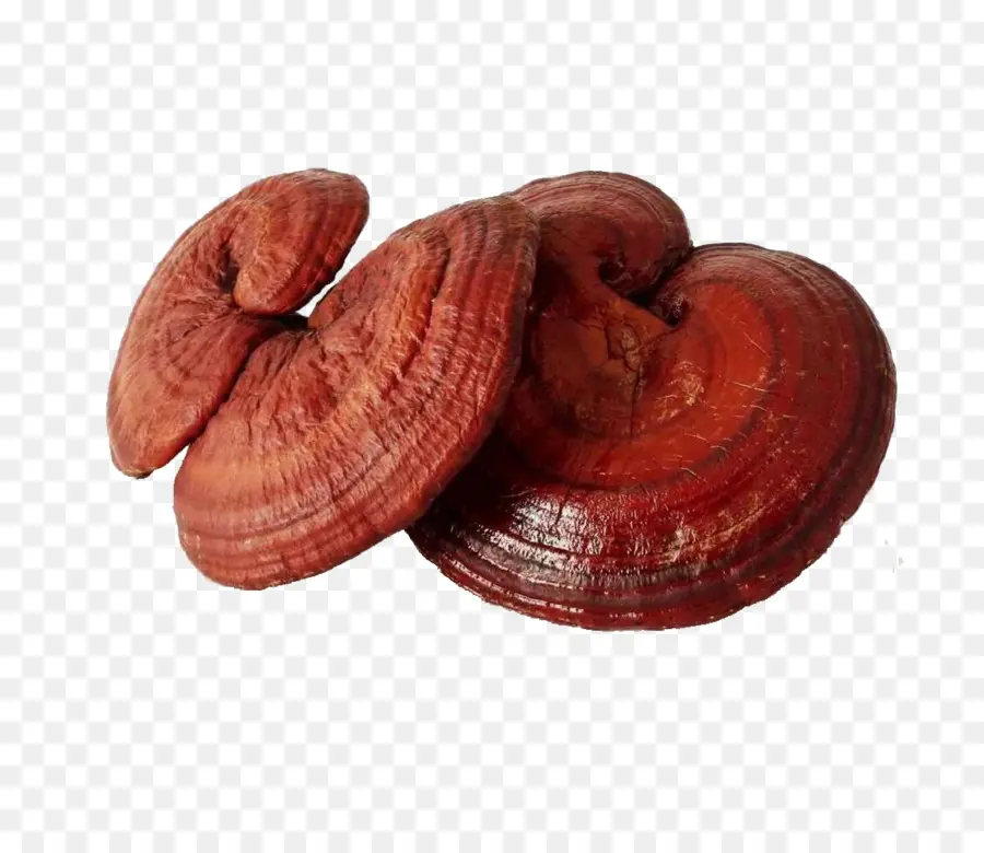 เห็ด Reishi，เห็ด PNG