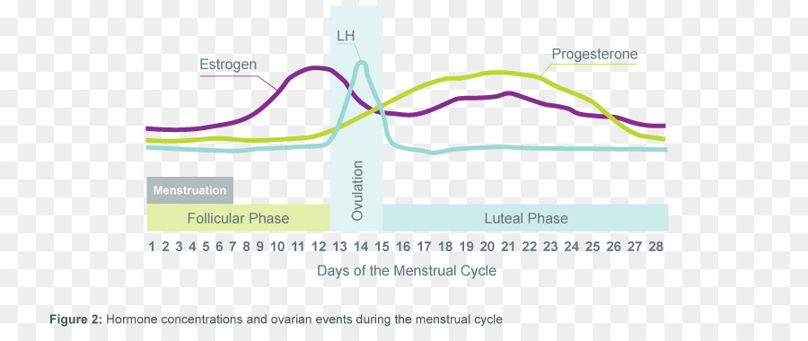 ความเข้มข้นของฮอร์โมน，รอบประจำเดือน PNG