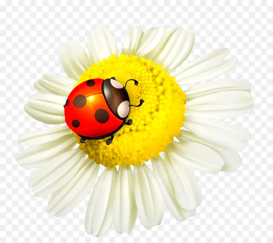 Ladybird แมลงปีกแข็ง，ดอกไม้ PNG