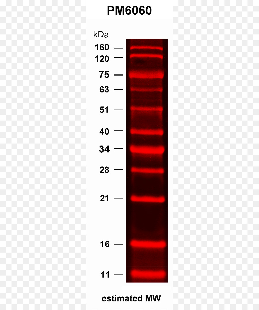 Sdspage，Polyacrylamide หนาแน่นเหมือนเจลใช่แน่นอ Electrophoresis PNG