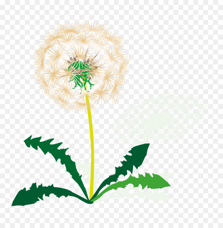 Taraxacum Ruderalia，การจัดการ PNG