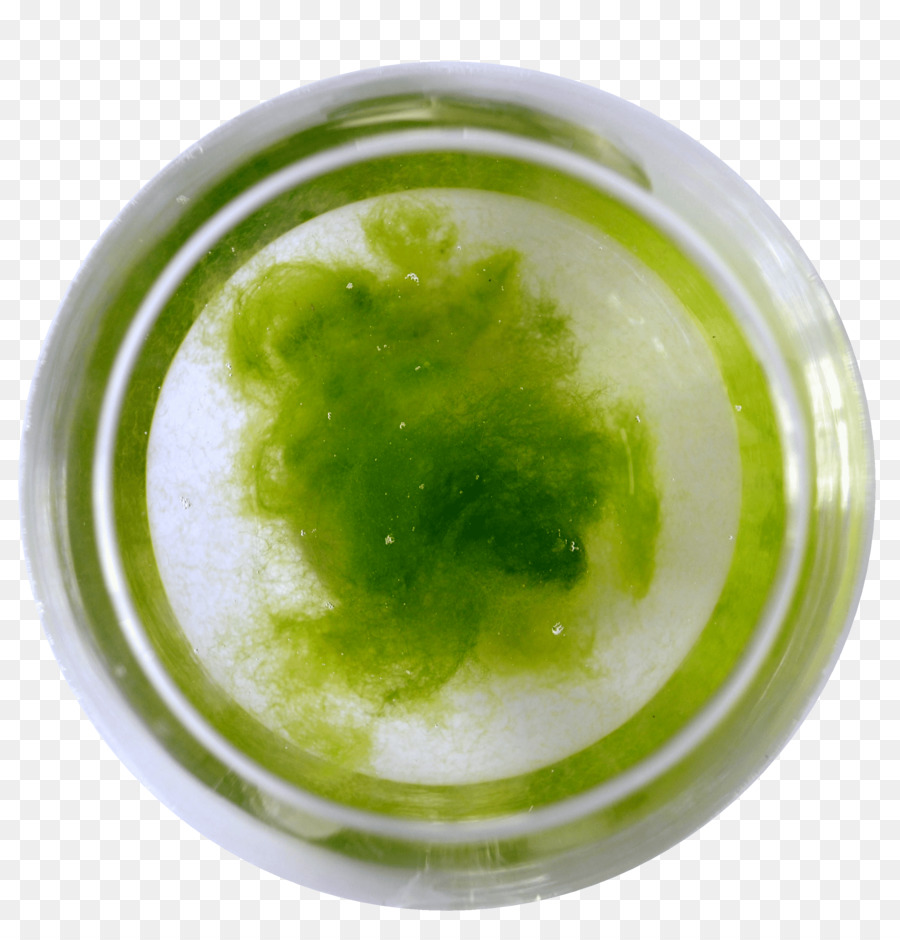 แบคทีเรีย，สีเขียวอสาหร่าย PNG