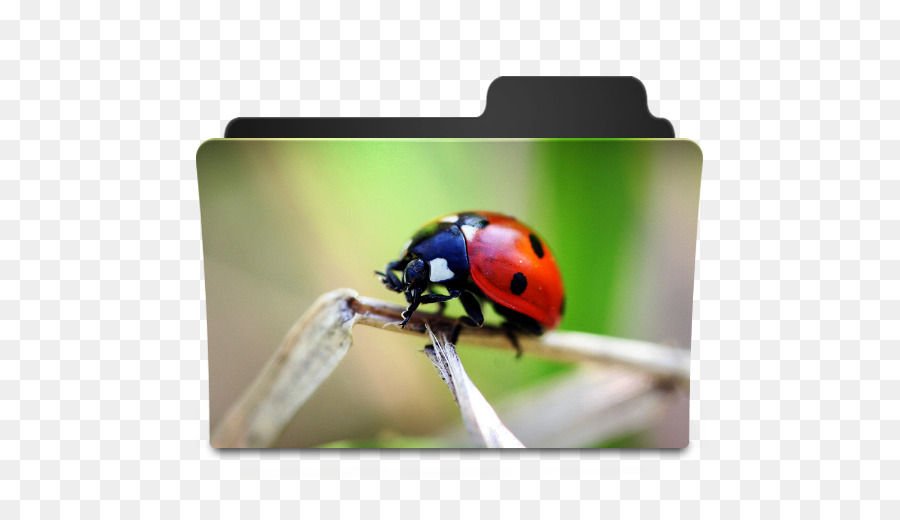 คอมพิวเตอร์ของไอคอน，Ladybird แมลงปีกแข็ง PNG
