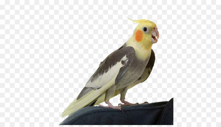 Cockatiel，นก PNG