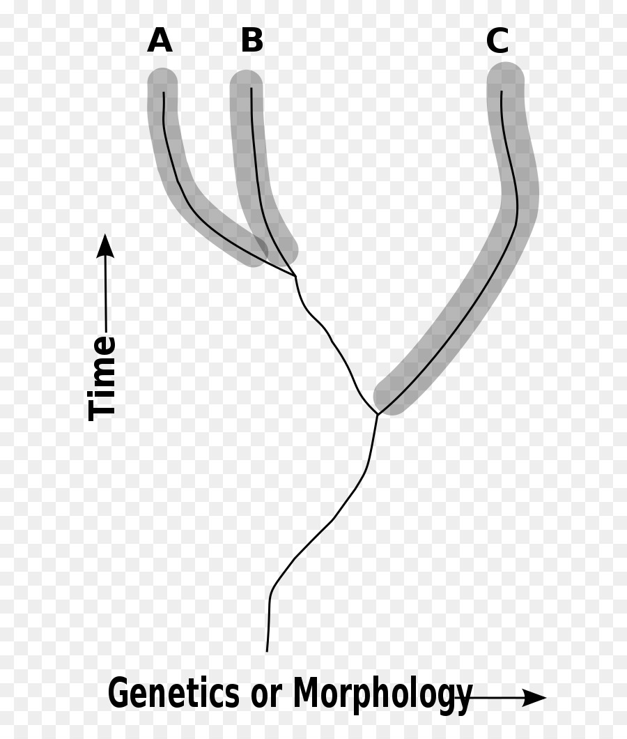 Wikimedia มูลนิธิ，Cladistics PNG