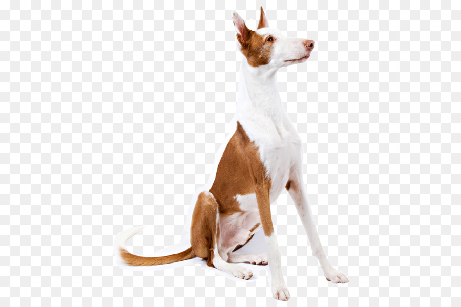 Jack Russell Terrier，สุนัข PNG