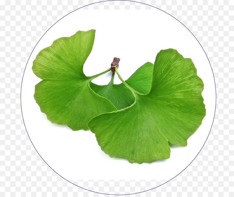 Ginkgo ใบ，สีเขียว PNG