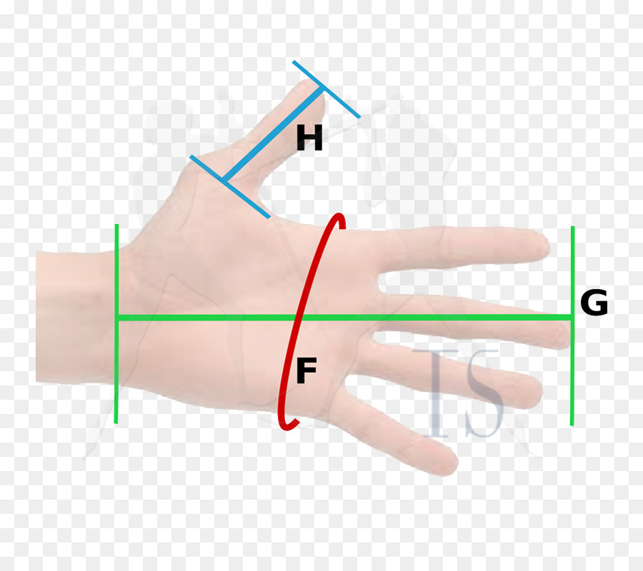 นิ้วโป้งไง，มือของนางแบบ PNG