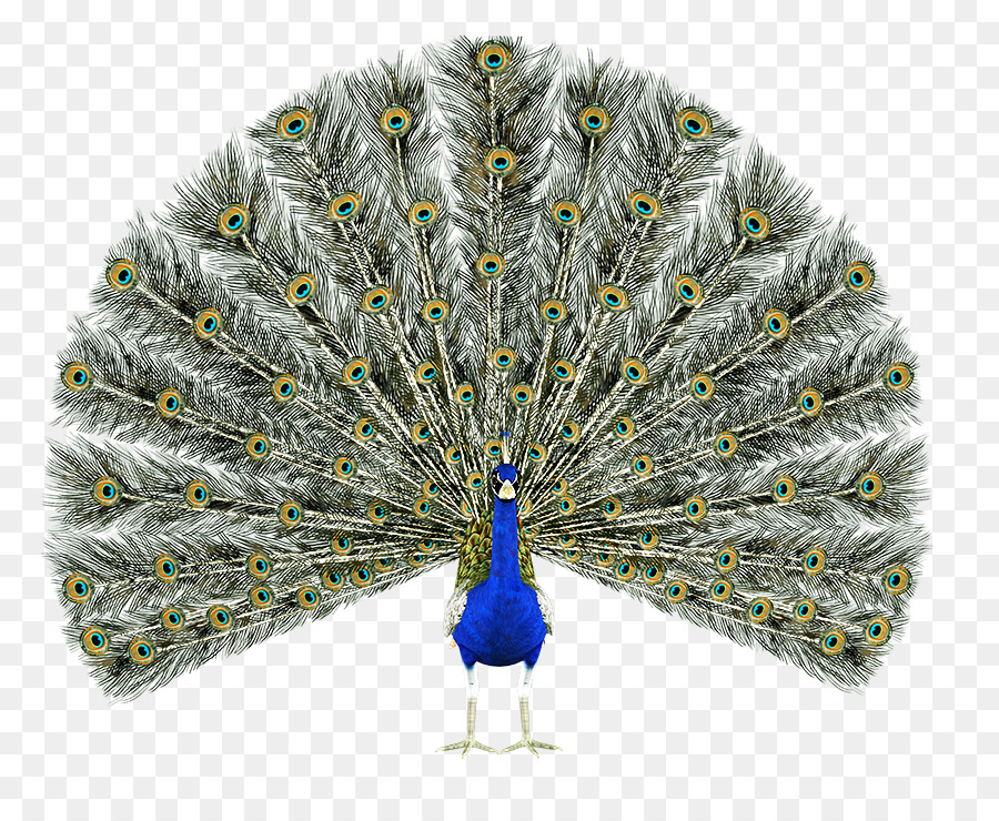นก，Peafowl PNG