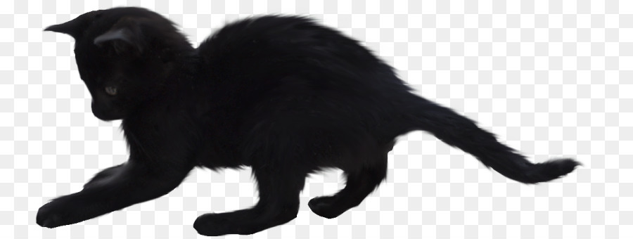 แมวดำ，เธอเลือกเสม PNG