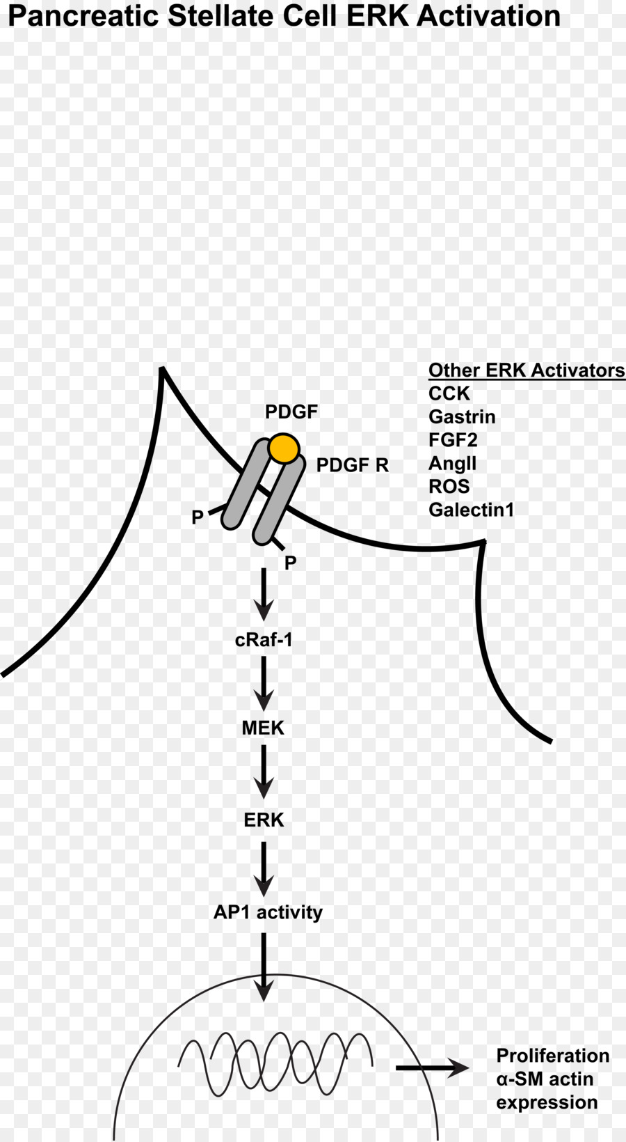 Mapkerk เส้นทา，Mitogenactivated โปรตีน Kinase PNG