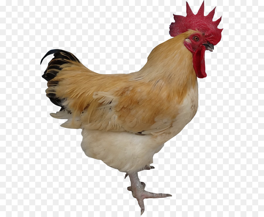 ไก่สีน้ำตาล，ไก่ PNG