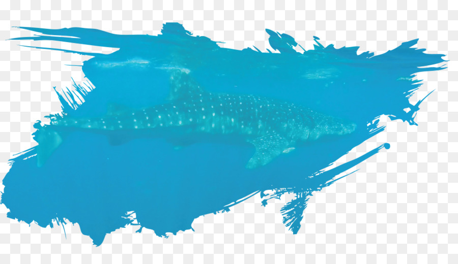 ฉลาม，Isla Holbox PNG