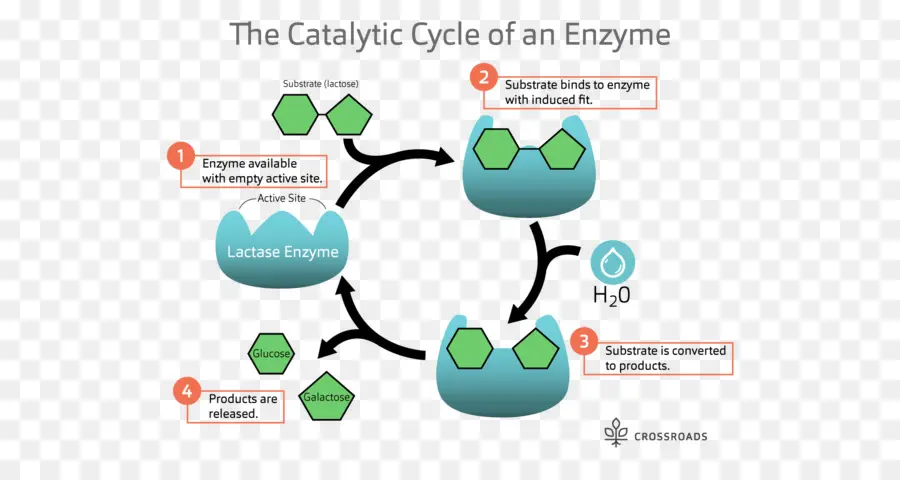 วัฏจักรของเอนไซม์，ชีววิทยา PNG