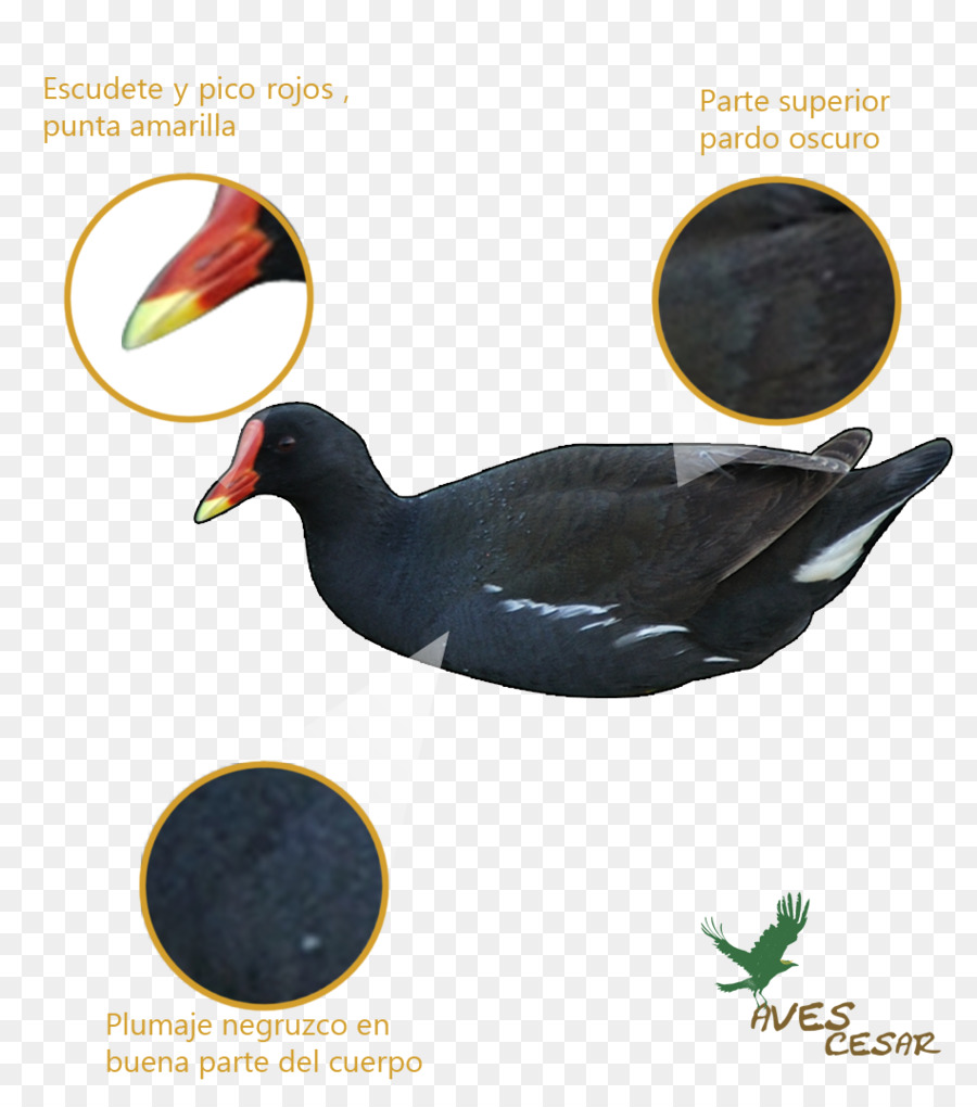 เป็ด，เหมือนกัน Moorhen PNG