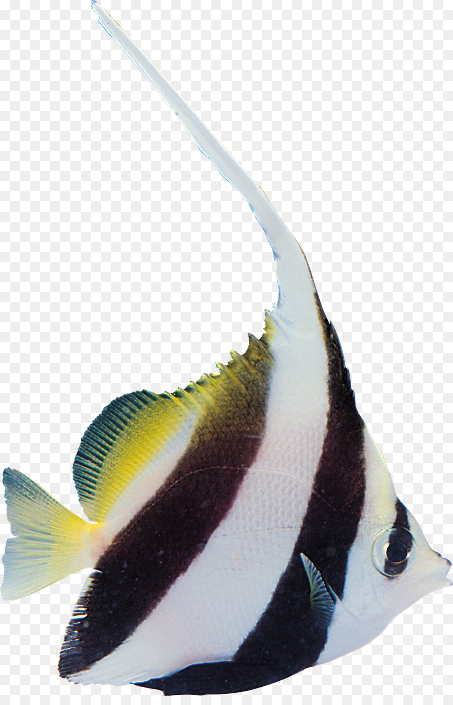 ปลา，คุ PNG