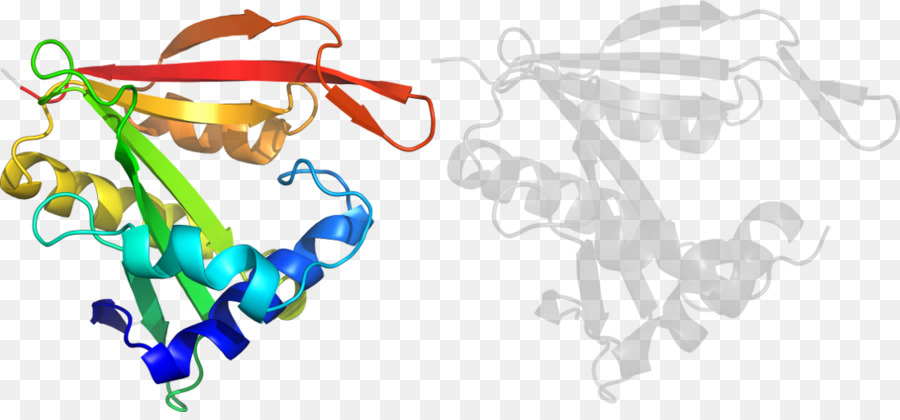 โครงสร้างโปรตีน，โมเลกุล PNG