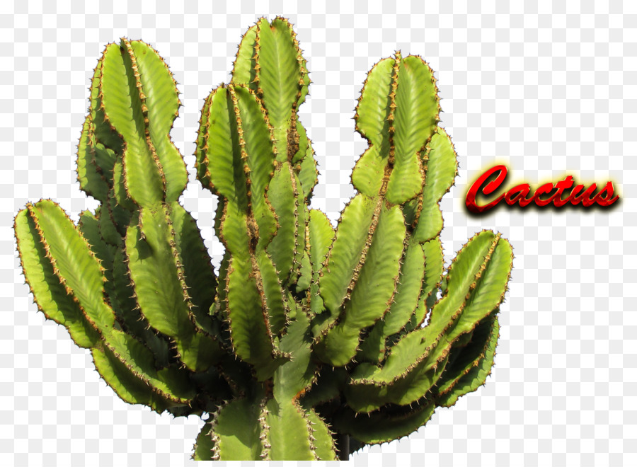 Cactaceae，Saguaro PNG