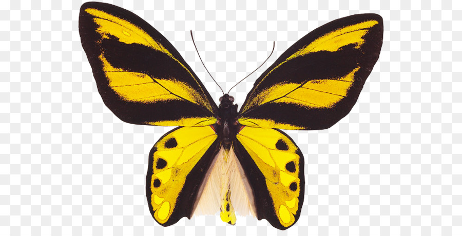 ขนาด Monarch ผีเสื้อ，บัง Yellows PNG