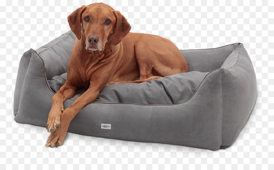 Redbone Coonhound，สุนัขพันธุ์ PNG