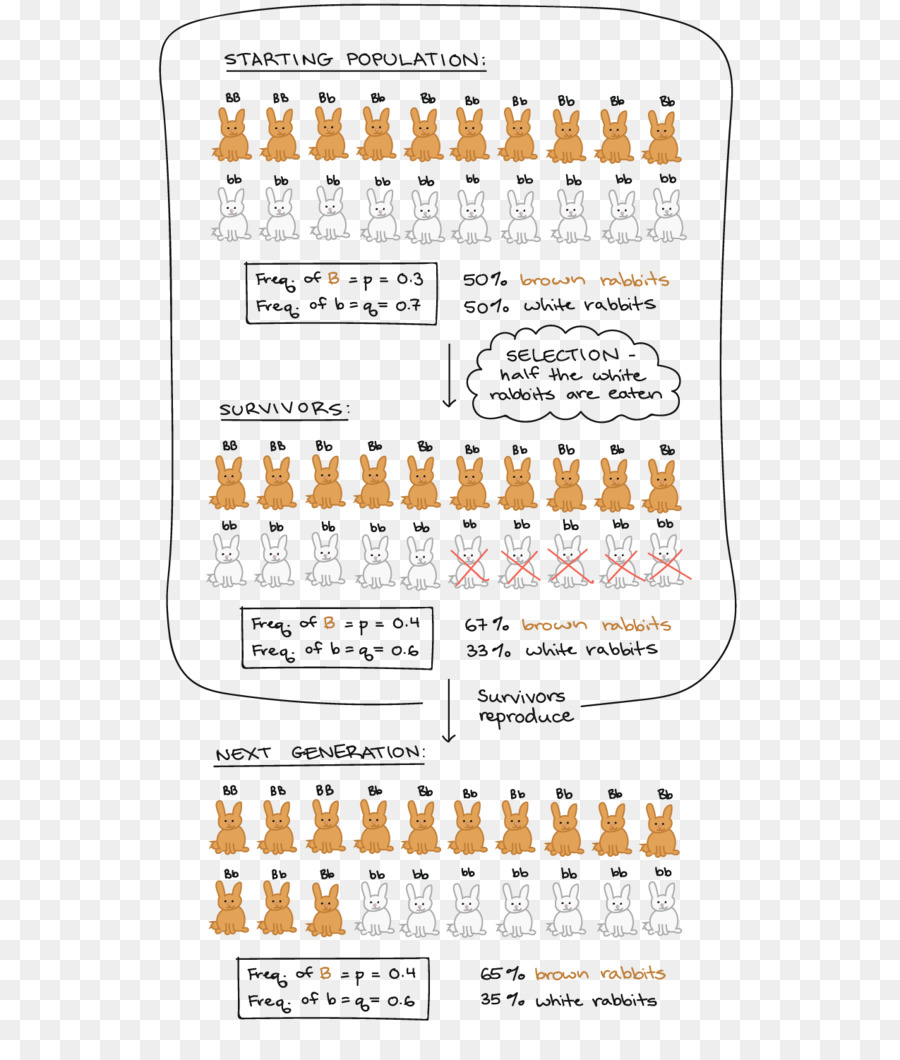 Hardyweinberg นตามหลักทฤษฎี，Allele ความถี่ PNG