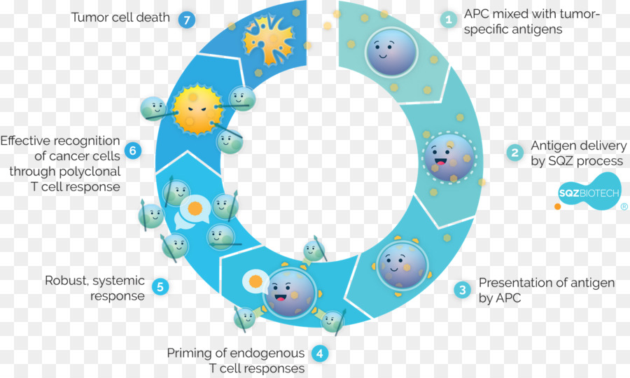 Antigenpresenting มือถือ，Antigen PNG