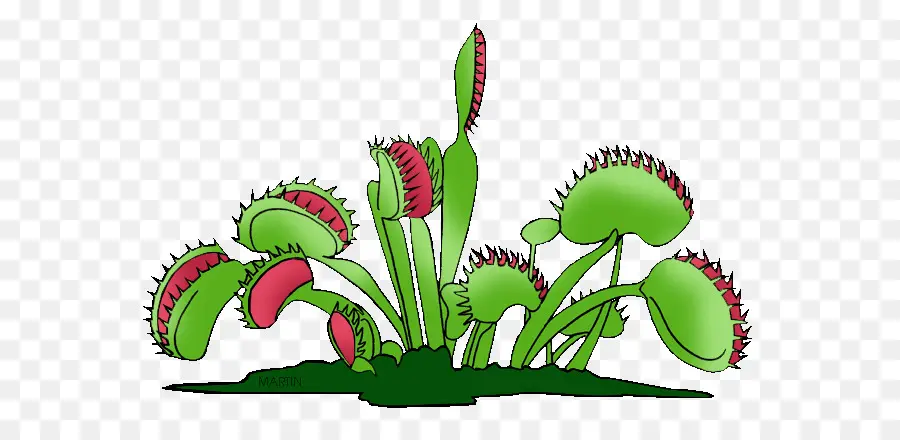 ภาพประกอบ Venus Flytrap，ที่กินเนื้อเป็นอาหาร PNG