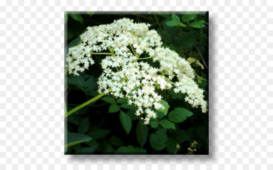 Viburnum Lentago，พ PNG