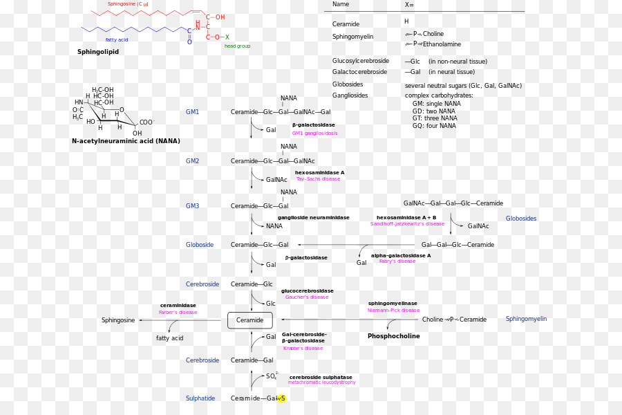 เส้นทางเมตาบอลิซึมของ Sphingolipid，ชีวเคมี PNG