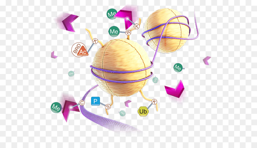 Demethylase，Luciferase PNG