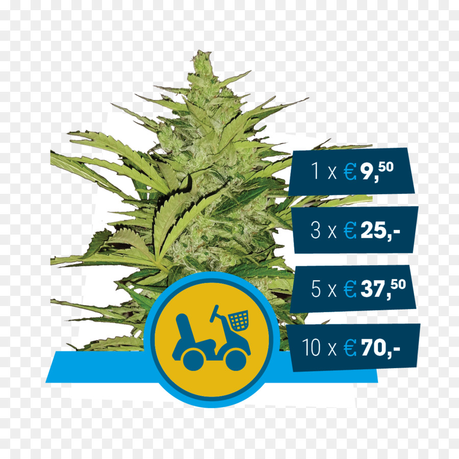 รถ，Autoflowering กัญชา PNG