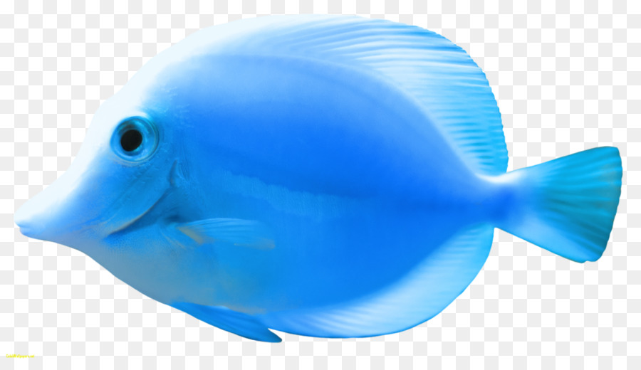 ดาวน์โหลด，Bluefishgenericname PNG
