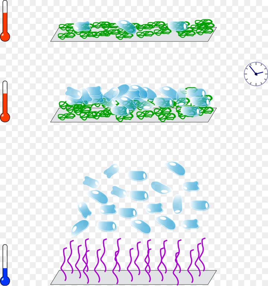 Monolayer，เนื้อเยื่อวัฒนธรรม PNG