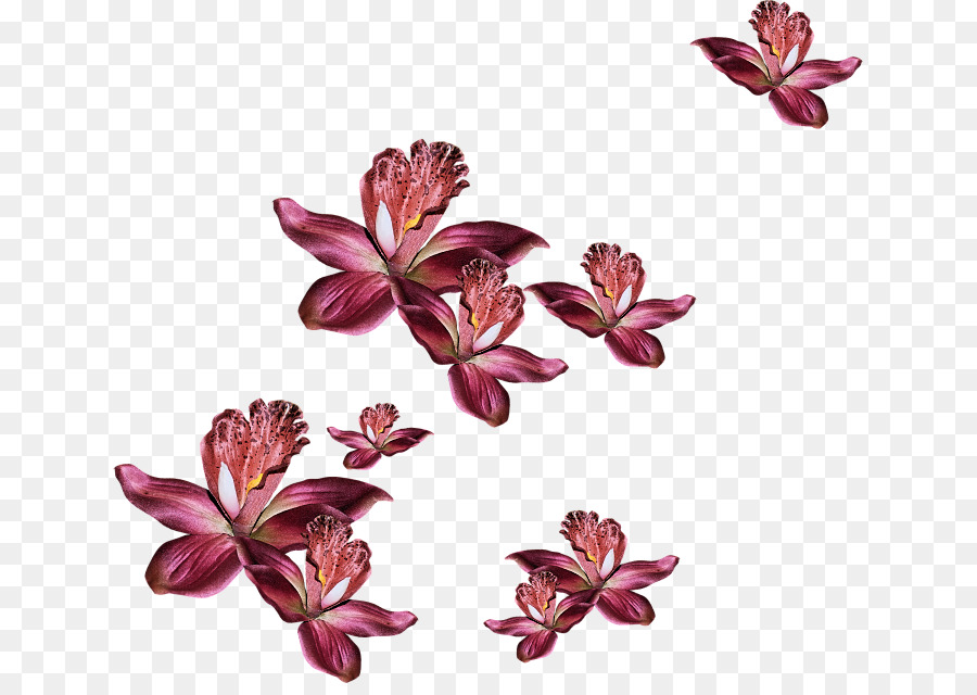 กลีบ，ดอกไม้ PNG