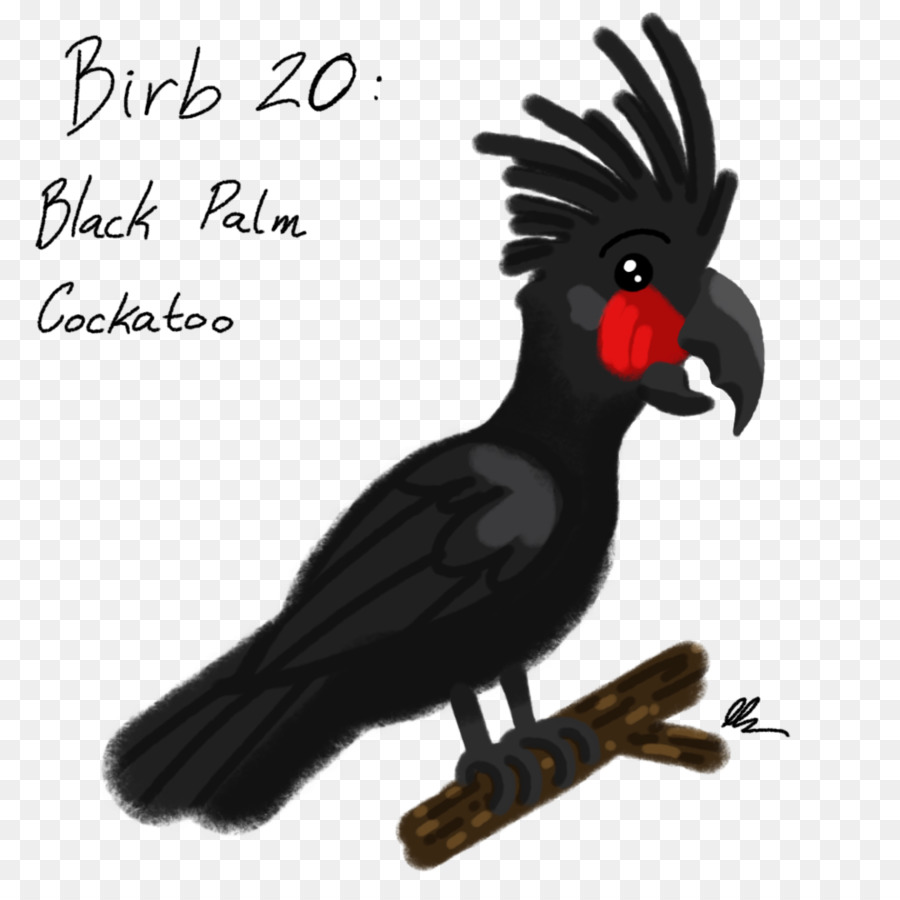 Cockatiel，ปาล์ม Cockatoo PNG