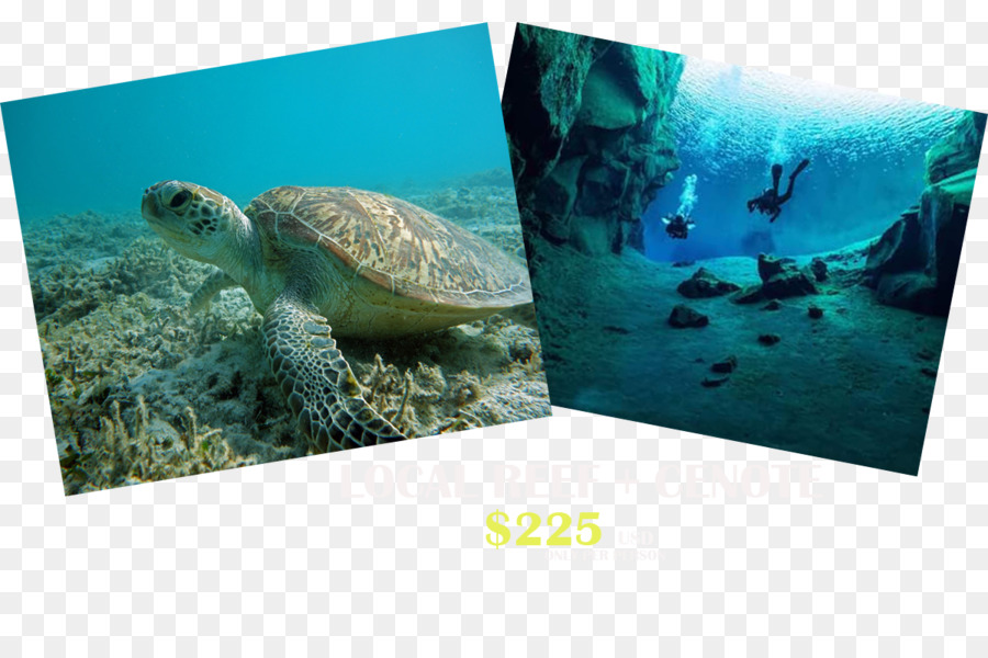 เต่าทะเล，ระบบ นิเวศ PNG