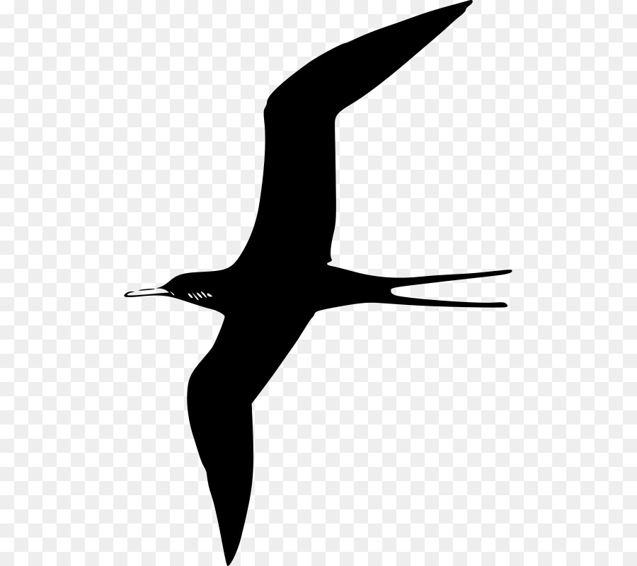Frigatebird，นก PNG