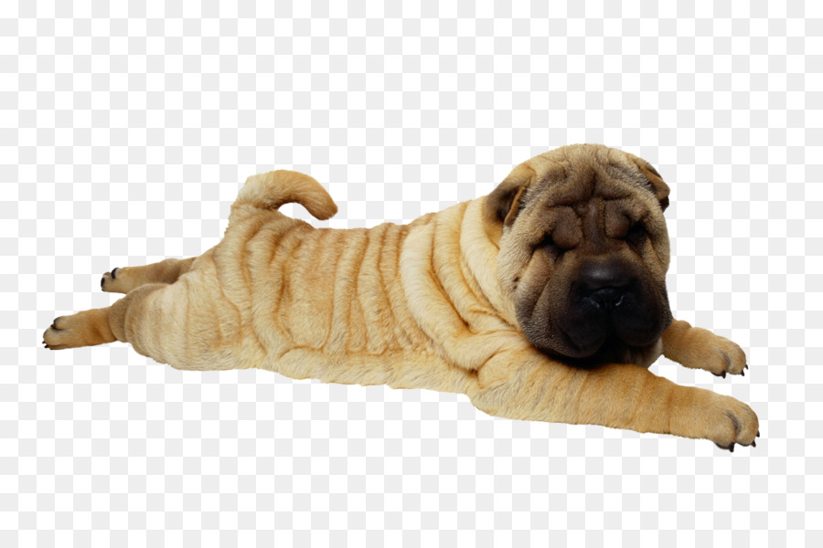 Shar Pei Dog，สัตว์เลี้ยง PNG