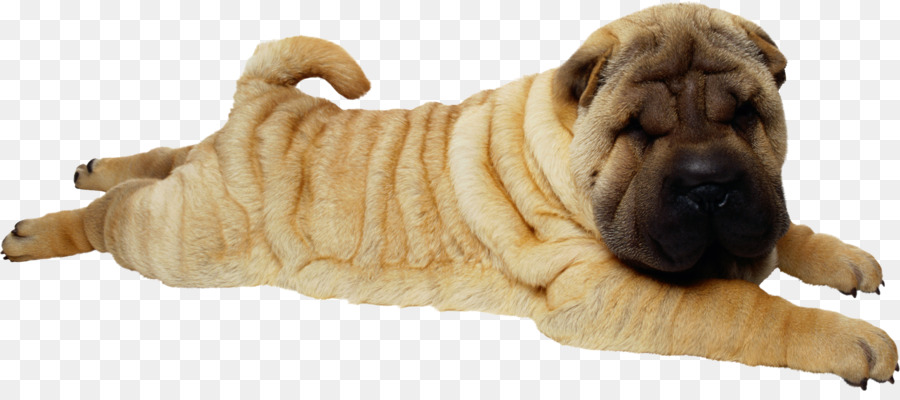 Shar Pei Dog，สัตว์เลี้ยง PNG