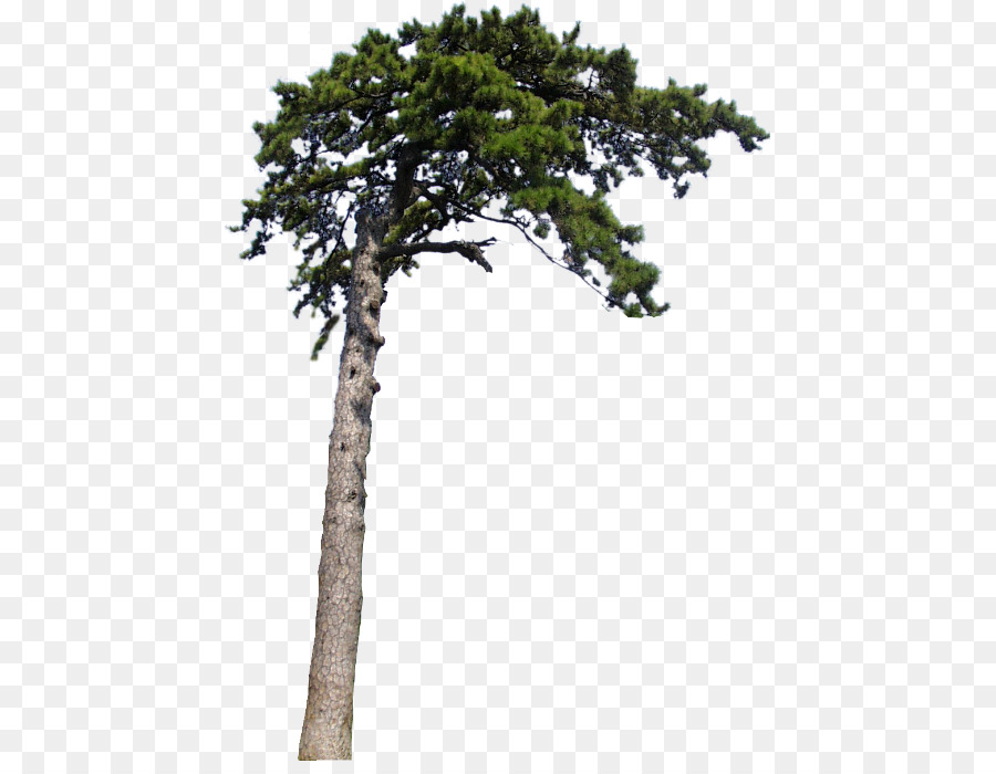 ไพน์，ต้นไม้ PNG