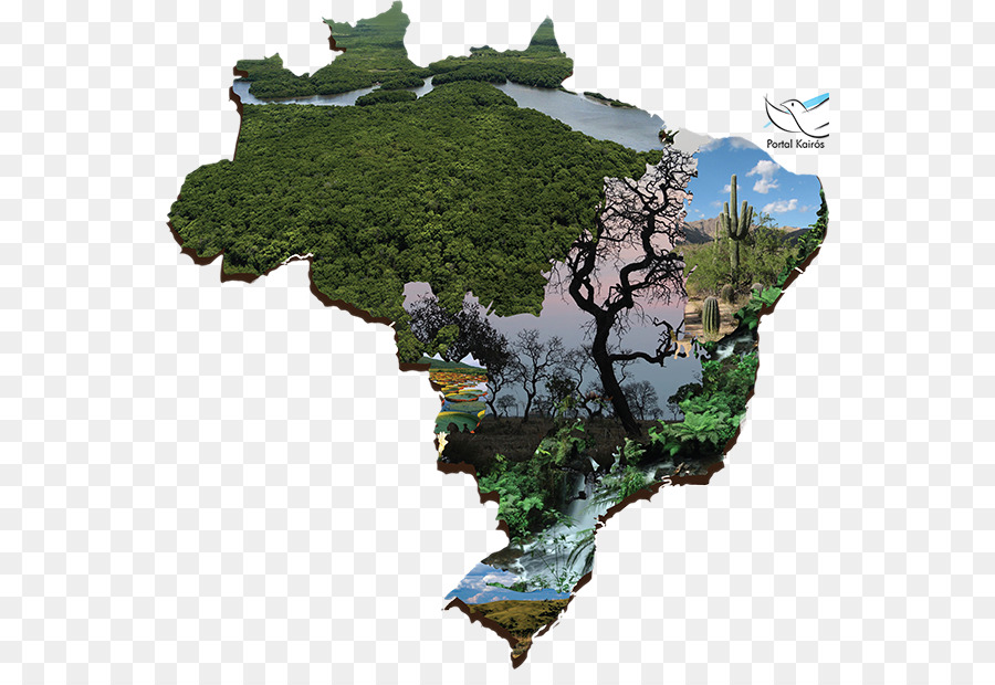 สมาคมที่ดำเนินการหาเสียง，Biomes ในบราซิล PNG