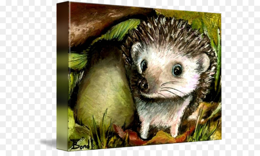 ของชุมช Hedgehog，เม่น PNG