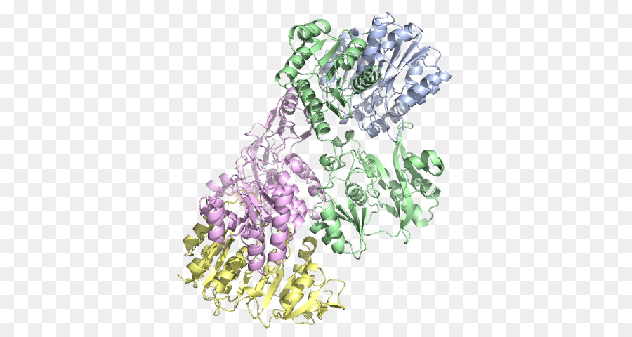 โครงสร้างโปรตีน，โมเลกุล PNG