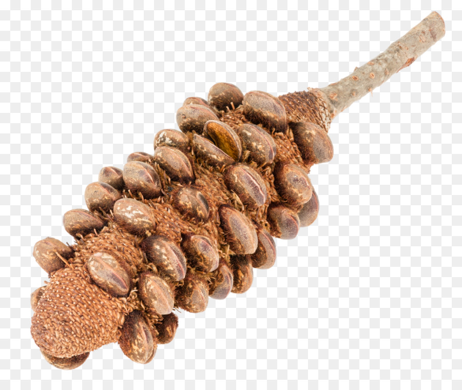 Banksia Grandis，Banksia Sphaerocarpa PNG