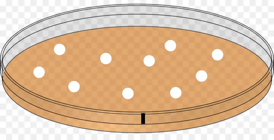 จานเลี้ยงเชื้อ，แบคทีเรีย PNG