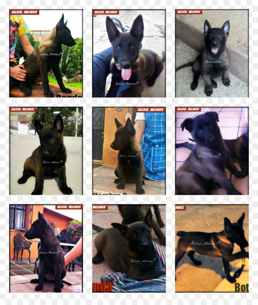 เยอรมันเชพเพิร์ด，Malinois หมา PNG