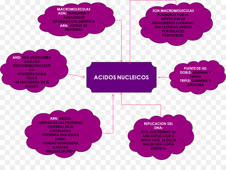 แบคทีเรีย，Nucleic กรด PNG