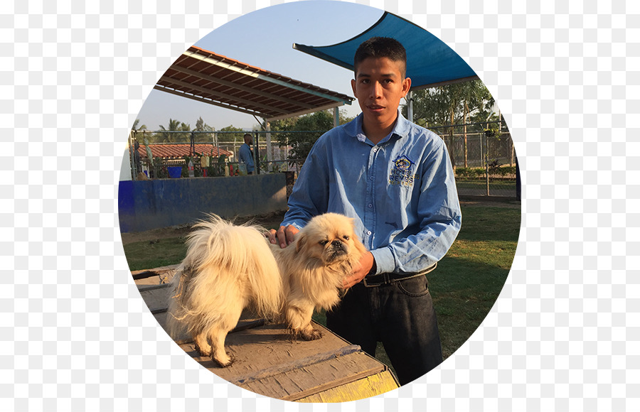 Pomeranian，โรงแรม Canino Reyes PNG