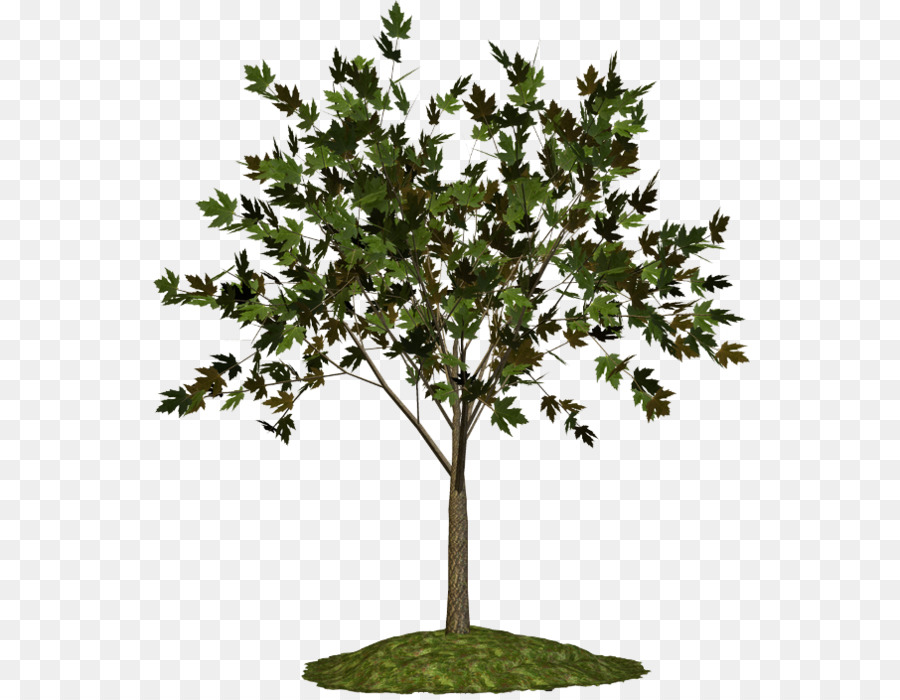 กิ่ง，ต้นไม้ PNG